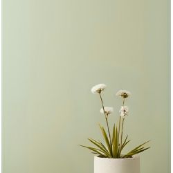 Armoise Peinture Intérieure