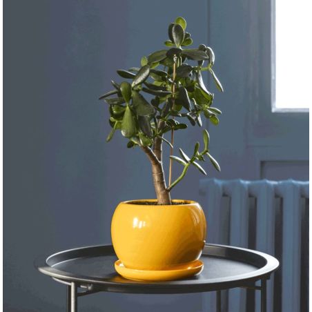 Chartreux Peinture Intérieure