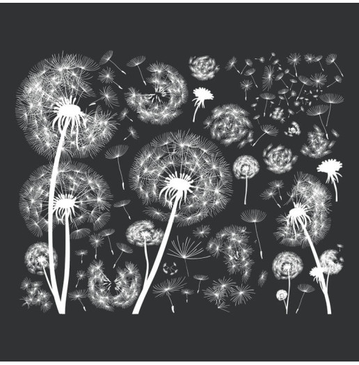 Transfert Ã  sec - Pissenlits blancs