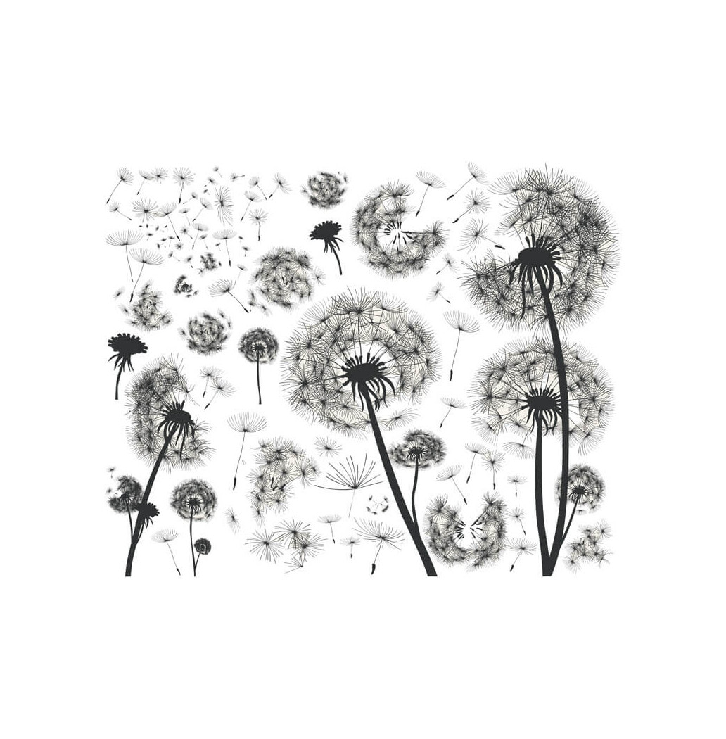 Transfert Ã  sec - Pissenlits blancs