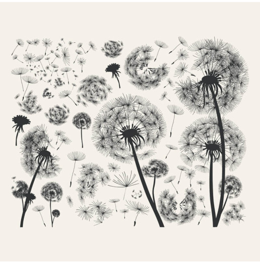 Transfert Ã  sec - Pissenlits noirs